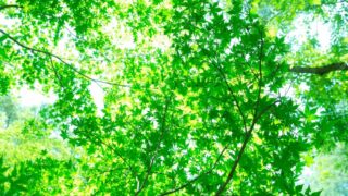 「エコ」ライダー